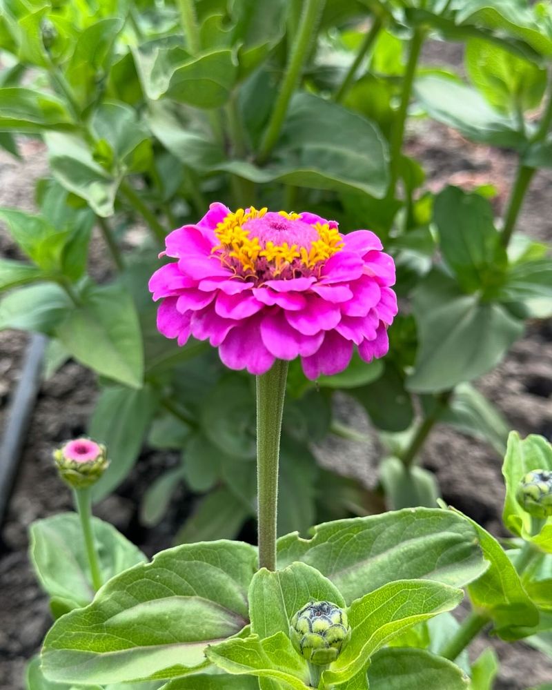 Zinnia (Zinnia elegans)