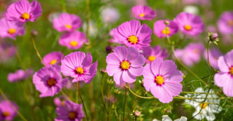 pink coreopsis