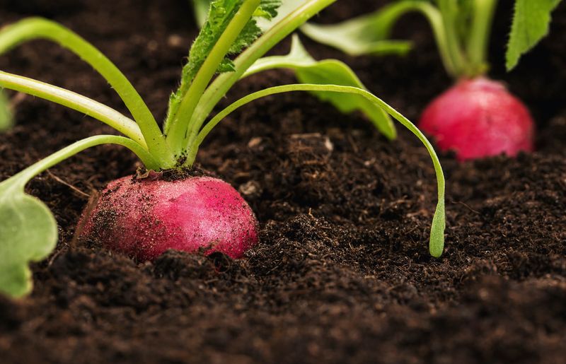 Radishes Mature Quickly Before Light Becomes A Problem