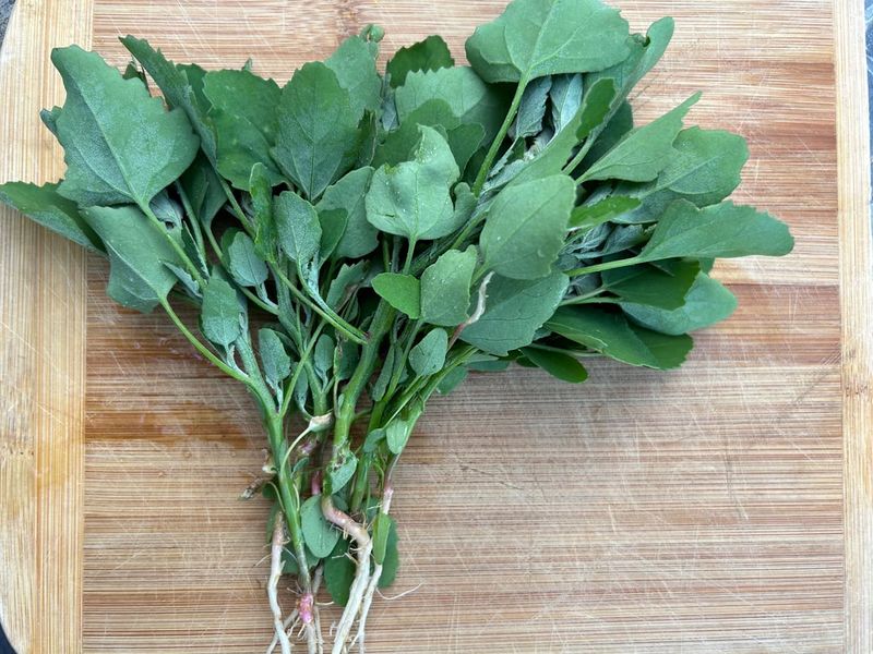 Lambsquarters