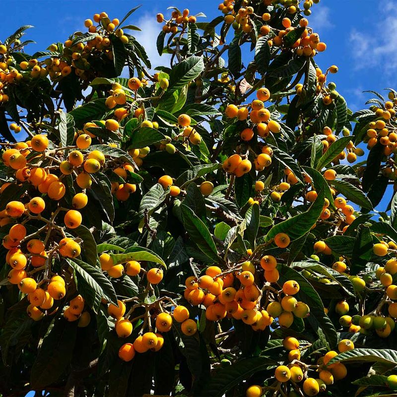 Loquat