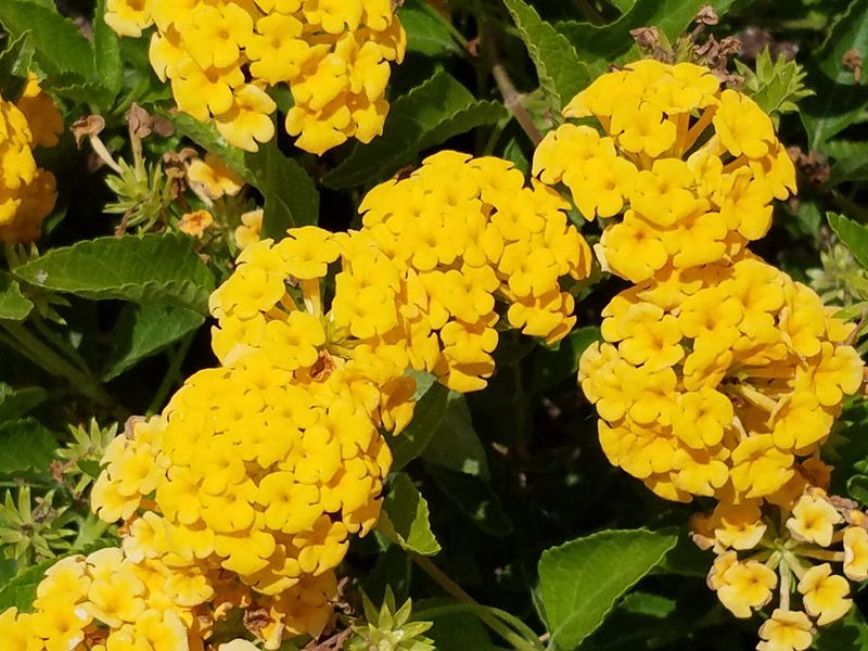 New Gold Lantana Lights Up Fast