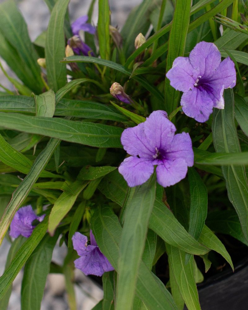 Dwarf Mexican Petunia (Ruellia Brittoniana Dwarf Cultivars)