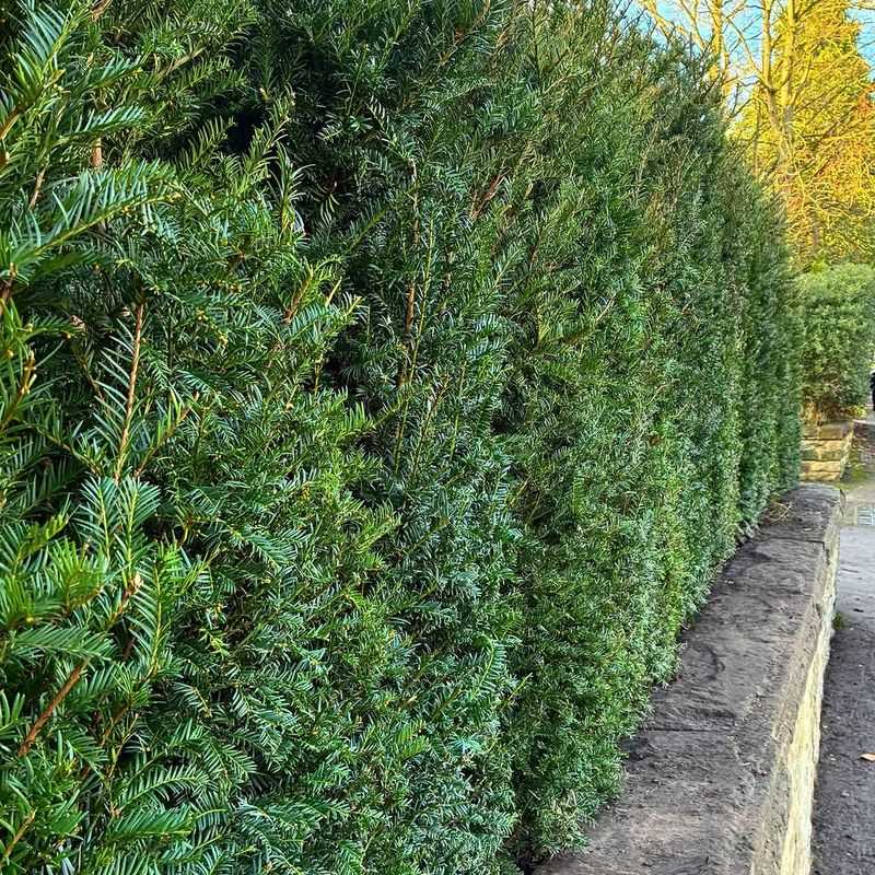 Privet Hedges Can Be Shaped To Maintain Dense Growth