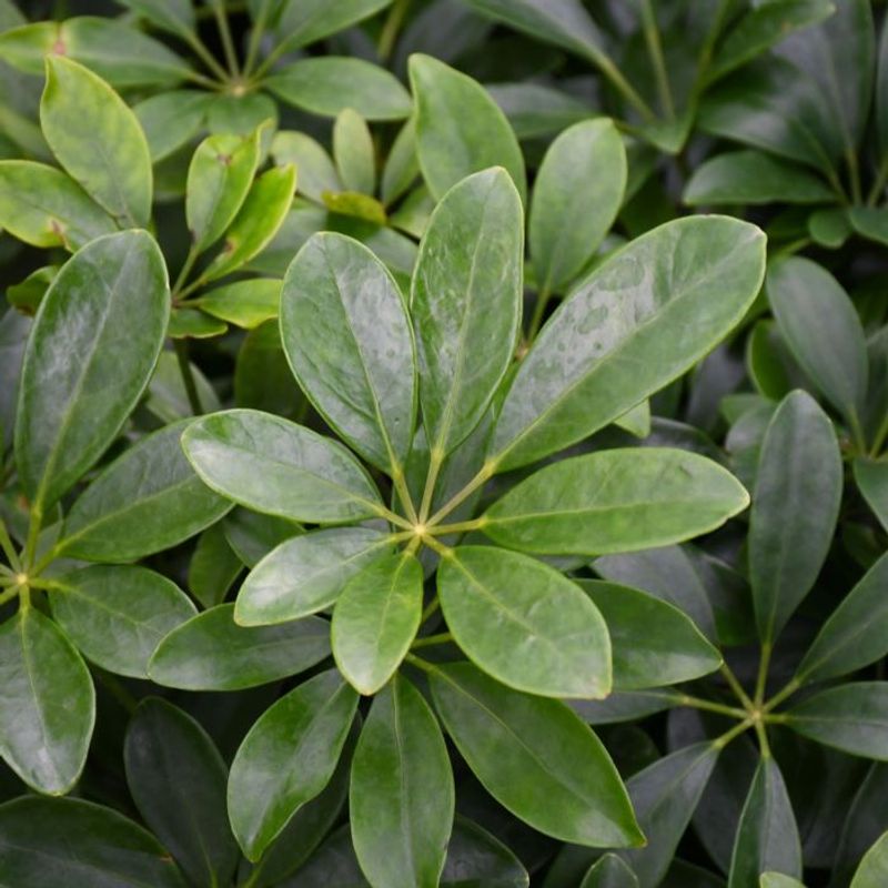 Schefflera Gets Hard To Control