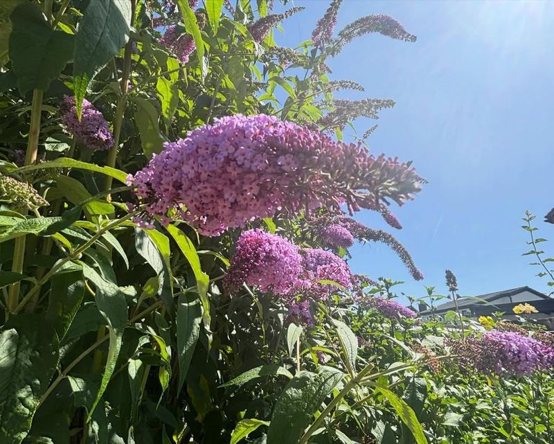 Butterfly Bush (Buddleja Davidii)
