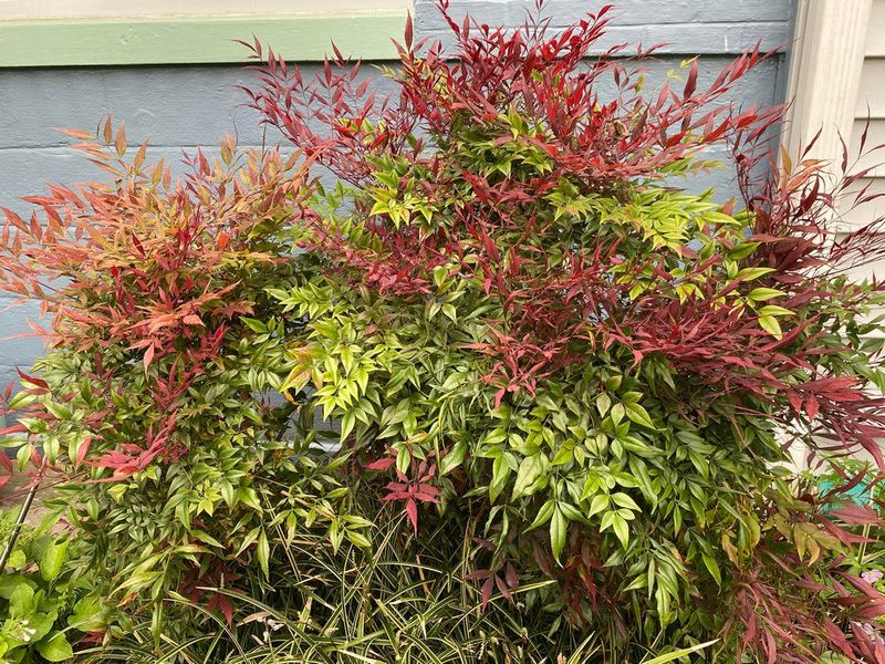 Its Spread Started Showing Up Beyond The Yard