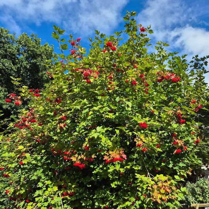 American Cranberrybush Viburnum Brings Flowers Fruit And Cover