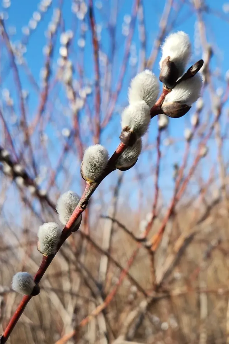 American Willow Supports Pollinators In Early Spring