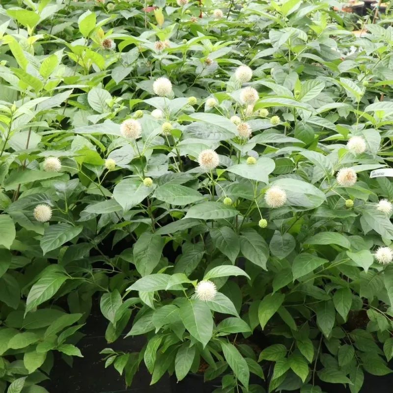 Buttonbush (Cephalanthus occidentalis)