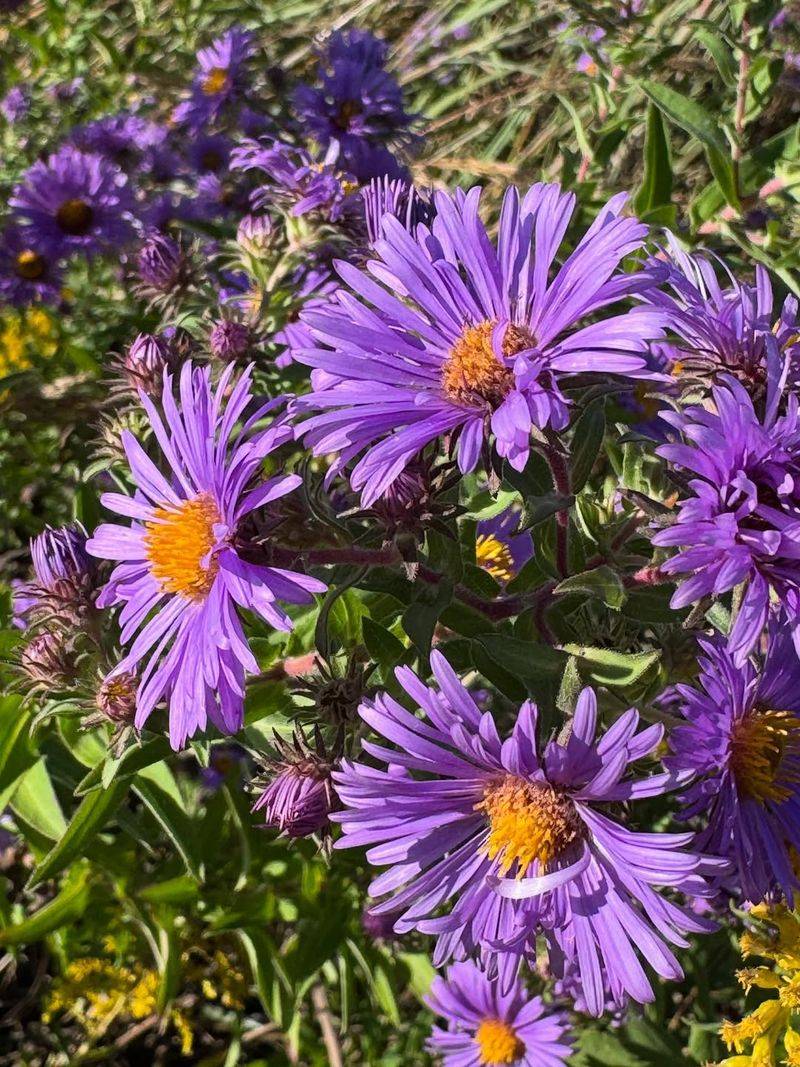 New England Aster Shines Late In The Season