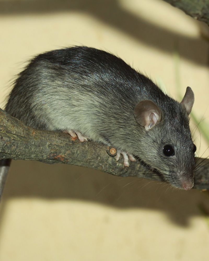 Greasy Rub Marks Along Walls Or Fences