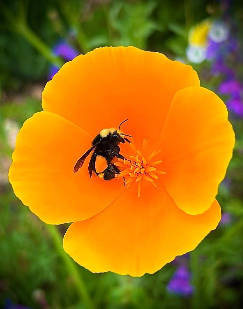 California Poppy