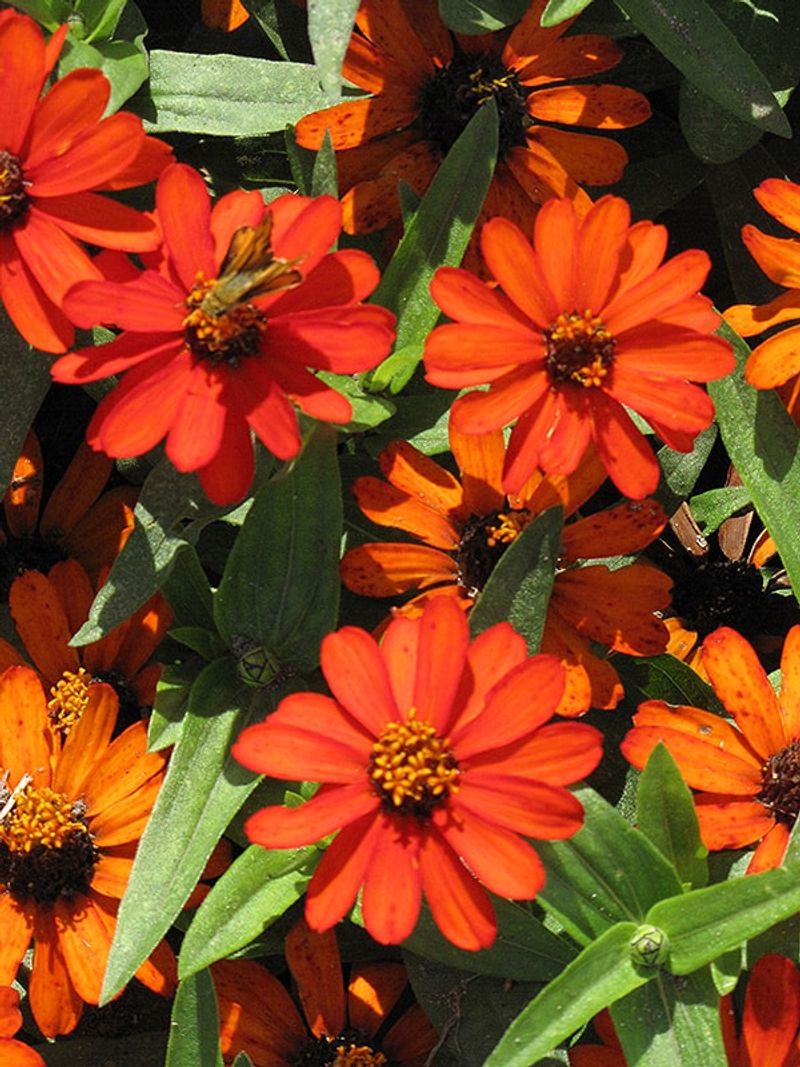 Profusion Zinnias Fill Beds With Long-Lasting Blooms