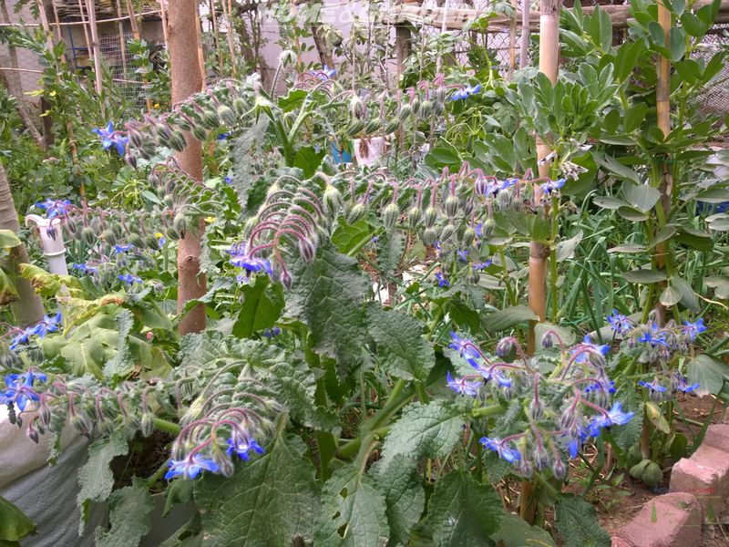 Borage Attracts Pollinators With Starry Blue Flowers