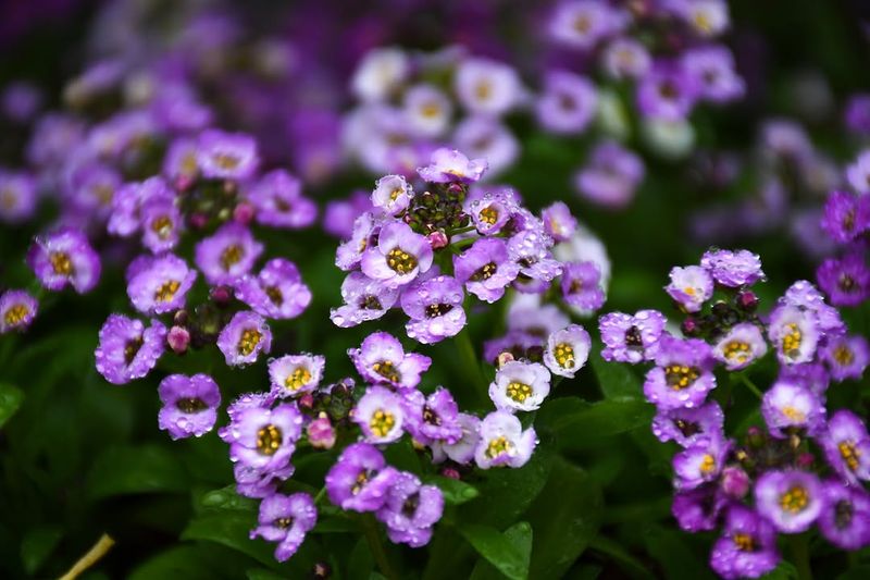 Alyssum With Sweet Early Flowers