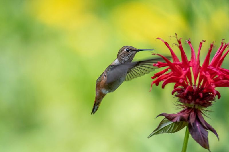 Bee Balm Attracts Hummingbirds With Bright Flowers