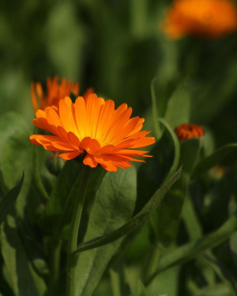 Calendula (Calendula officinalis)