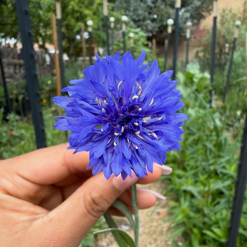 Bachelor's Button (Centaurea cyanus)