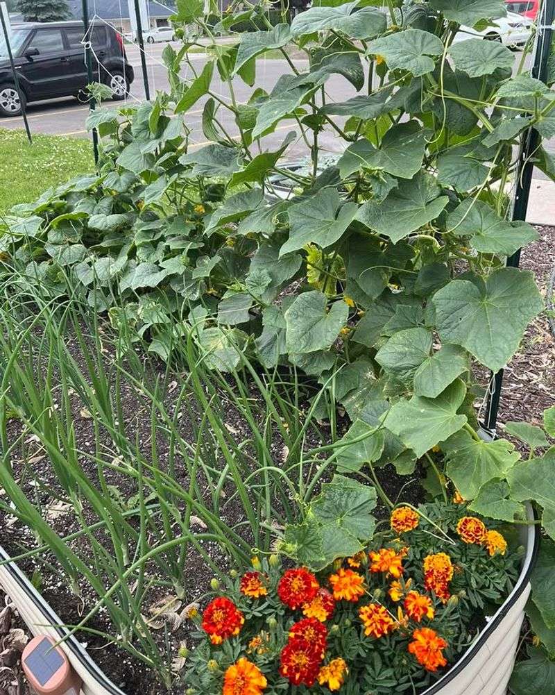 Green Onions (Allium fistulosum)