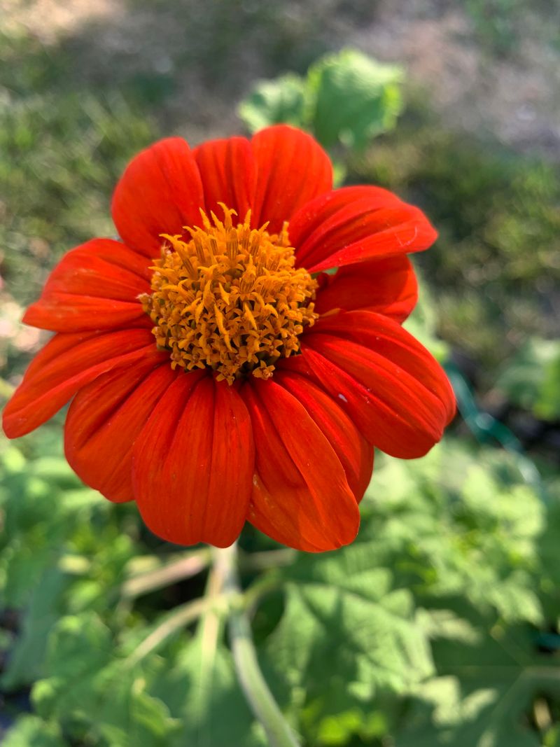 Mexican Sunflowers