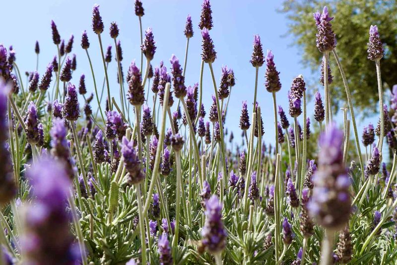 Lavender 