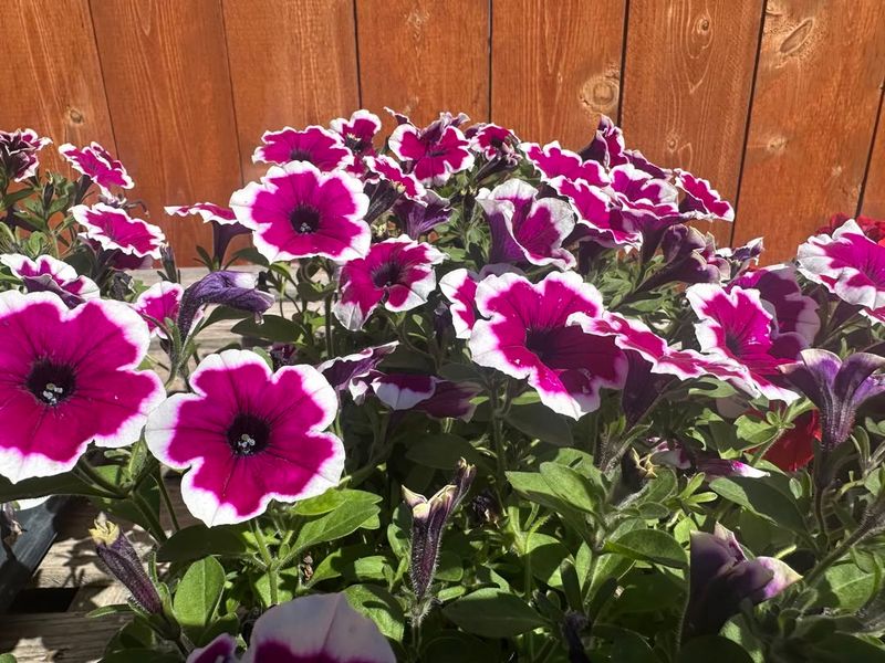 Petunias Help Deter Aphids And Leaf Chewing Insects