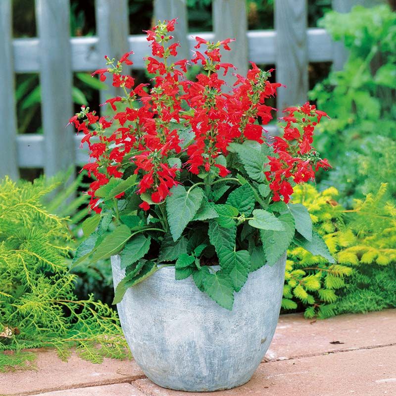 Lady In Red Salvia Brings Vivid Spikes And Pollinator Appeal