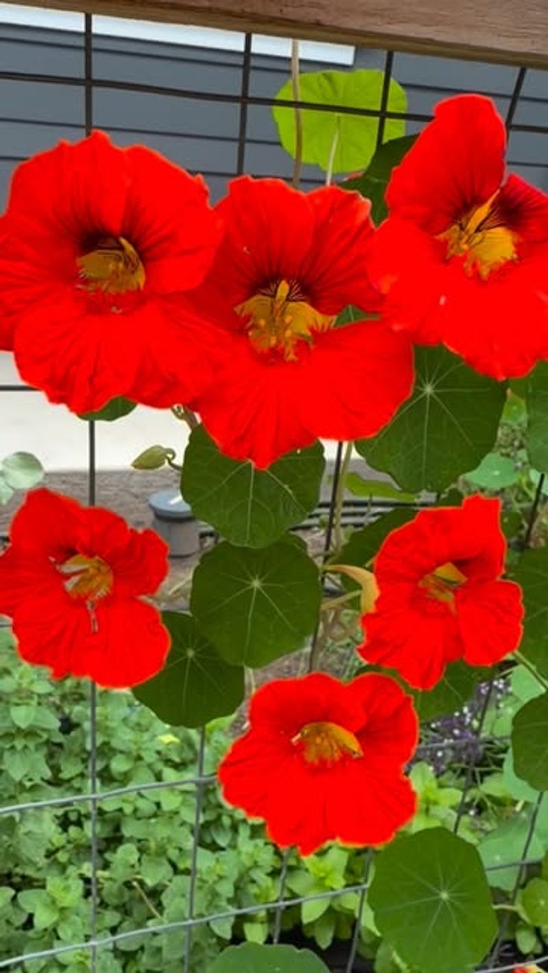 Nasturtiums Attract Aphids Away From Nearby Plants