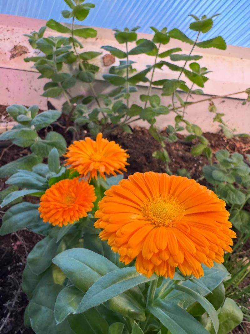Calendula Draws In Beneficial Insects That Feed On Pests