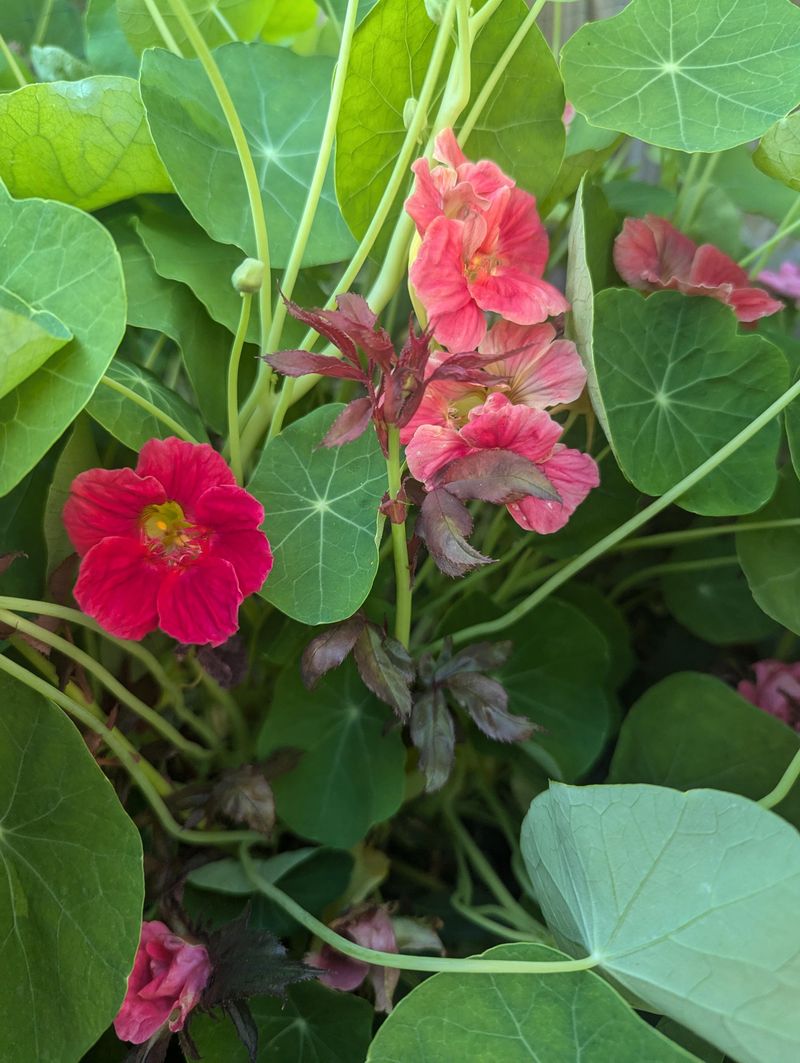 Mild Temperatures Help Nasturtiums Bloom More Reliably