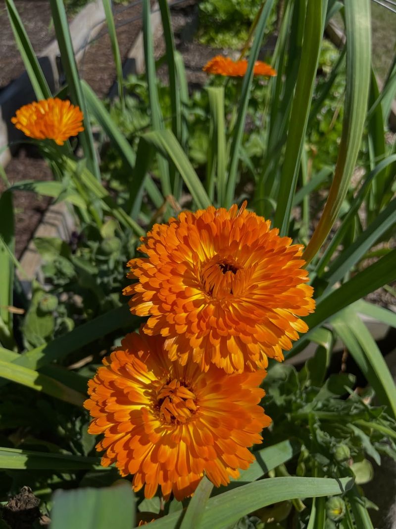 Calendula Helps Draw Insects That Feed On Common Garden Pests