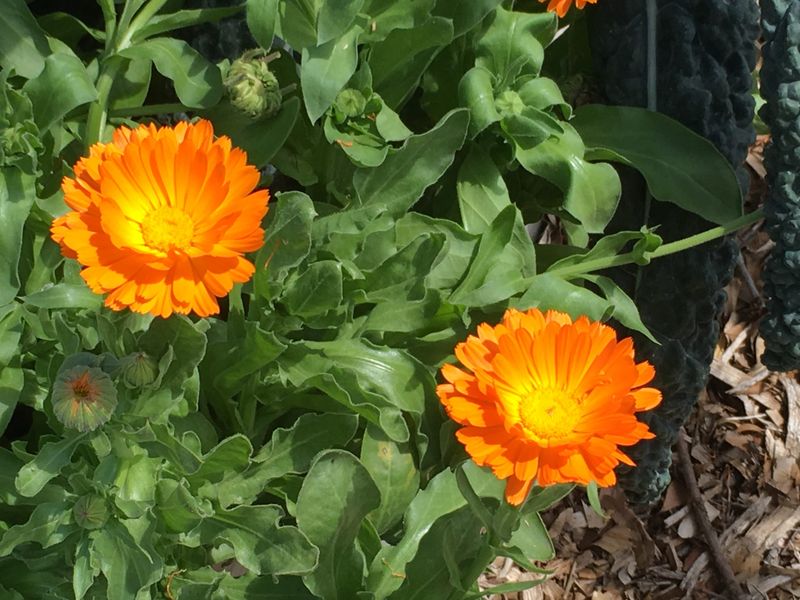 Calendula Attracts Helpful Beneficial Insects