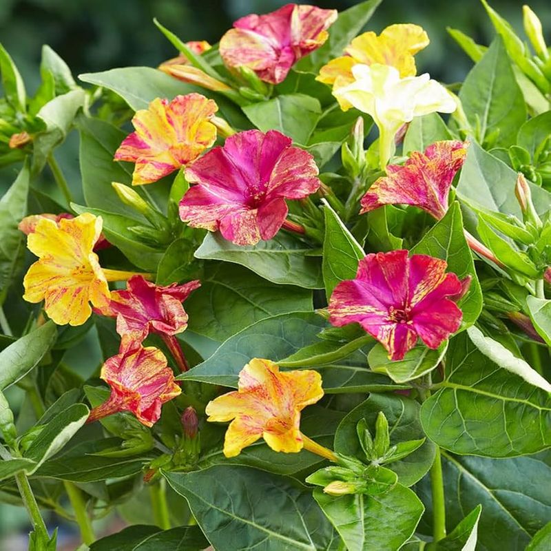 Four O'Clocks (Mirabilis jalapa)