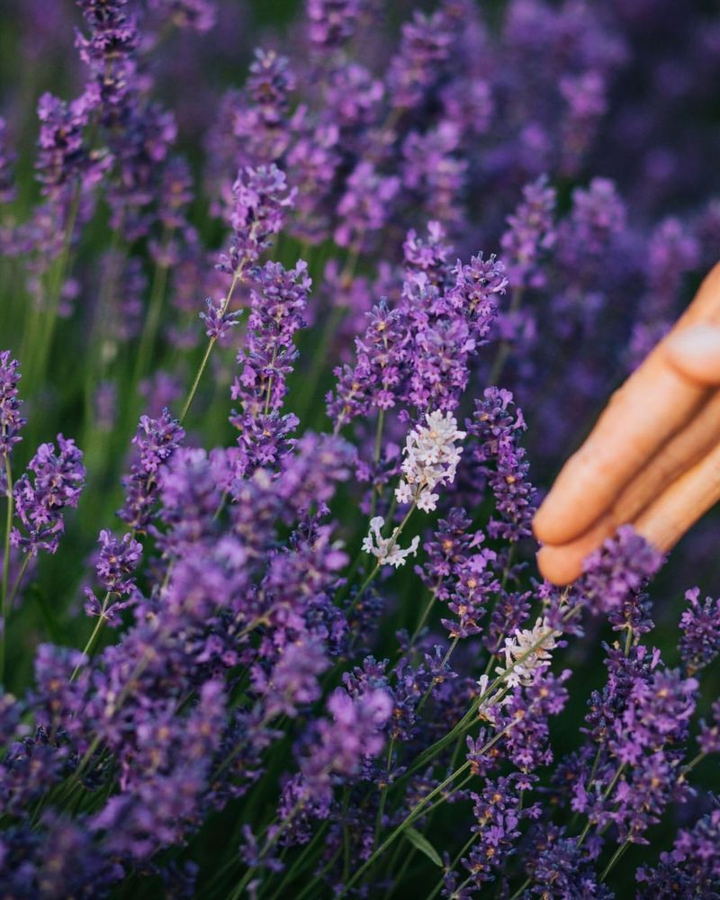 Lavender (Lavandula angustifolia)