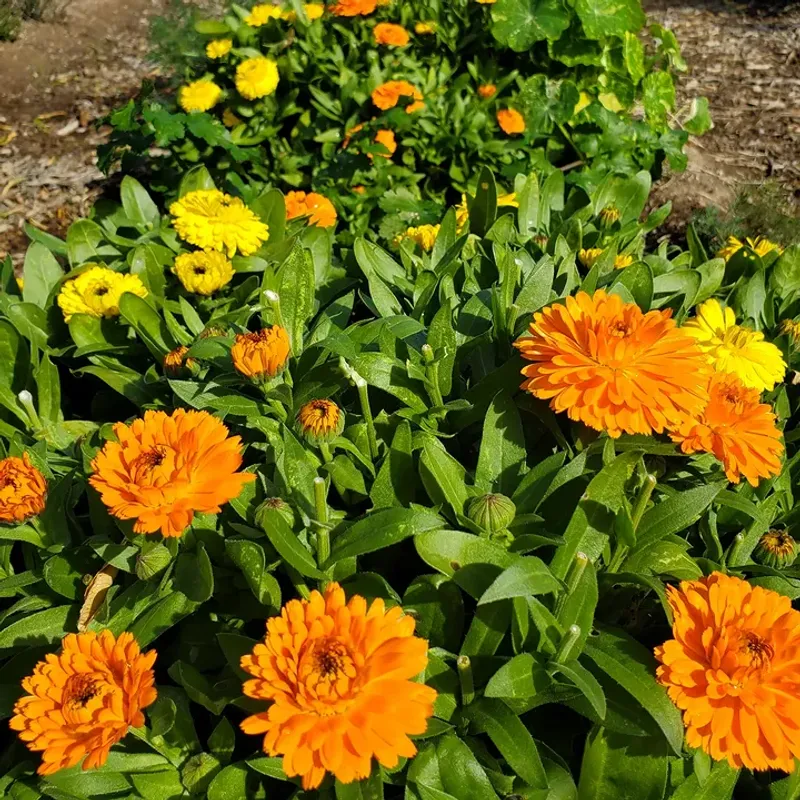 Calendula