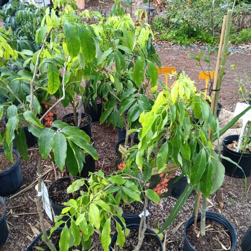 Loquat Trees Grow In Containers With Some Afternoon Protection