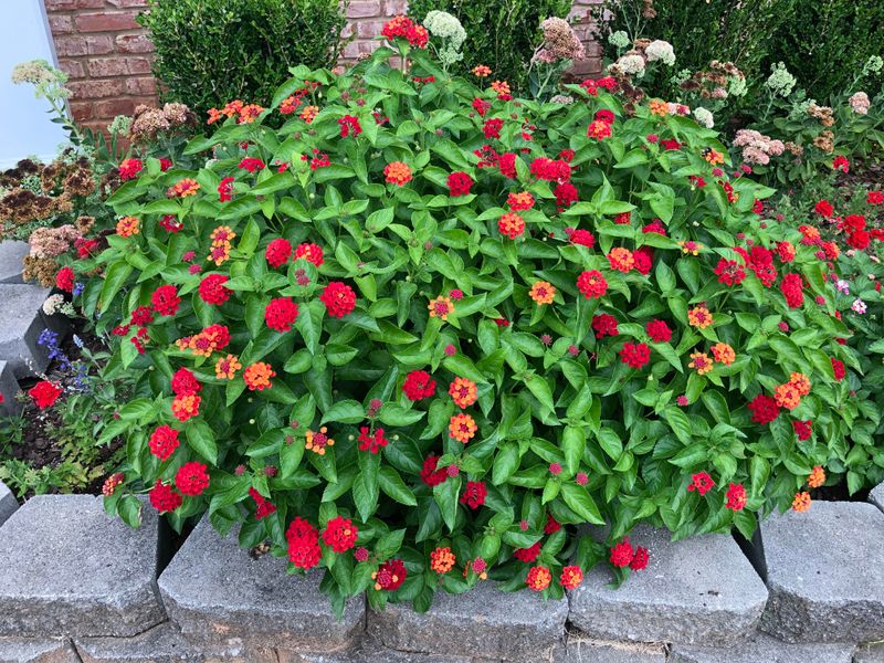 Lantana Responds Well To A Fresh Spring Cutback