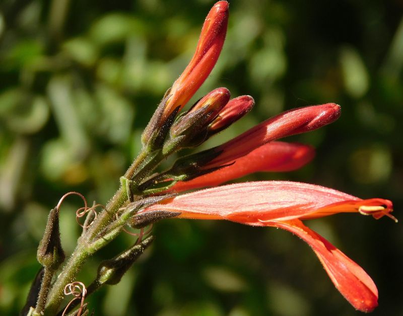 Chuparosa Brings Bright Winter Color For Hummingbirds