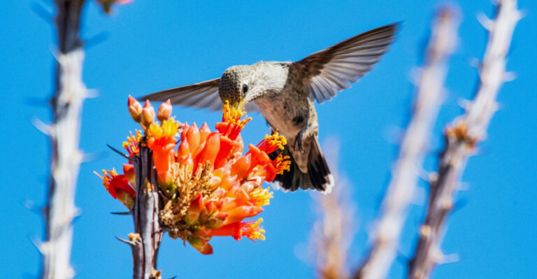 Native Arizona Plants That Attract Hummingbirds With Very Low Water Use