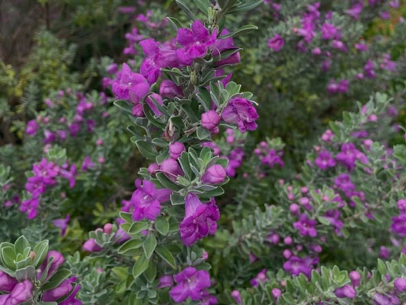 Texas Sage Handles Heat And Drought With A Dense Screen