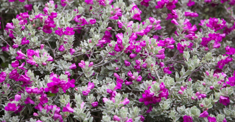 texas sage (featured image)