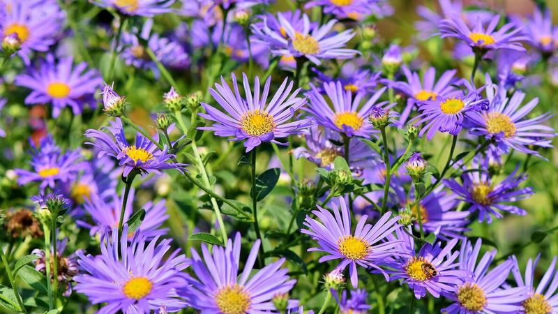 Asters Return Each Year With Minimal Maintenance