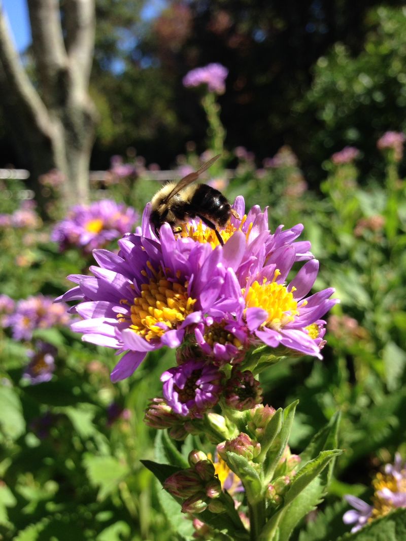Bees Rely On Asters For Nectar And Pollen Late In The Season