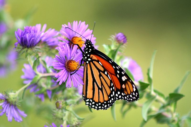 Asters Help Extend The Pollinator Feeding Season In Your Garden