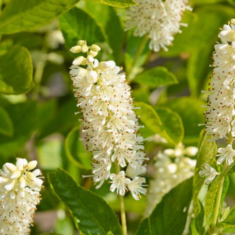 Sweet Pepperbush (Clethra alnifolia)