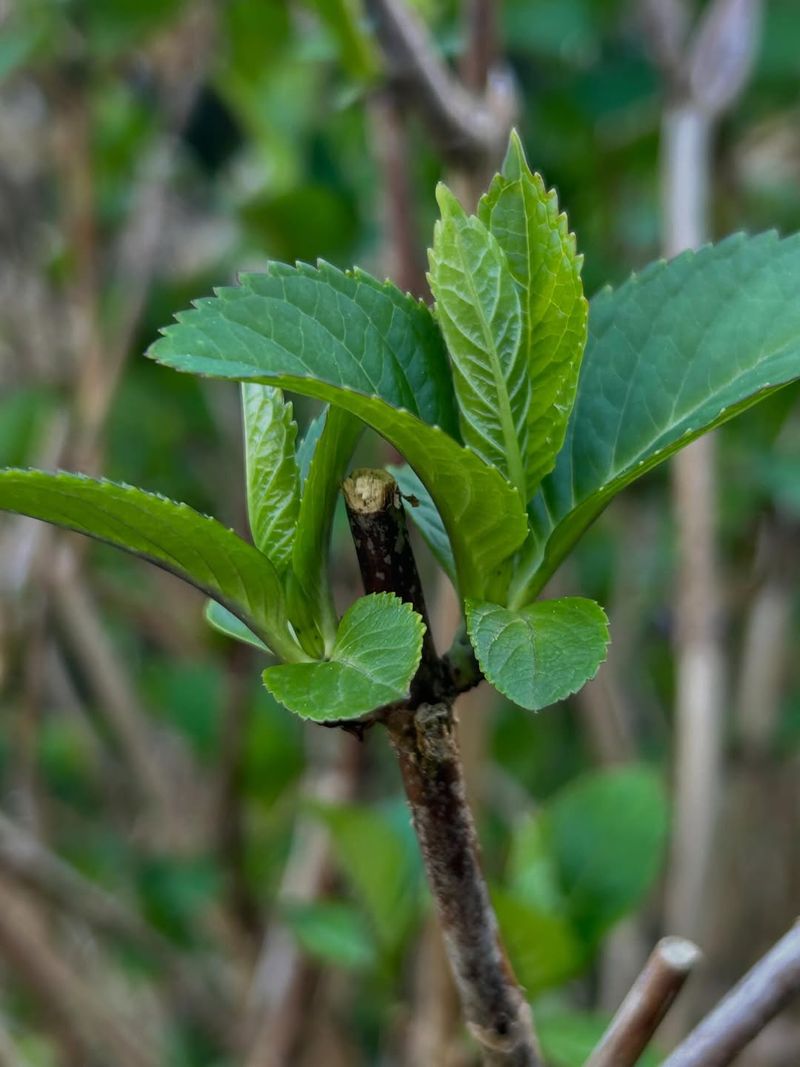 Hollow Stems Provide Natural Nesting Sites