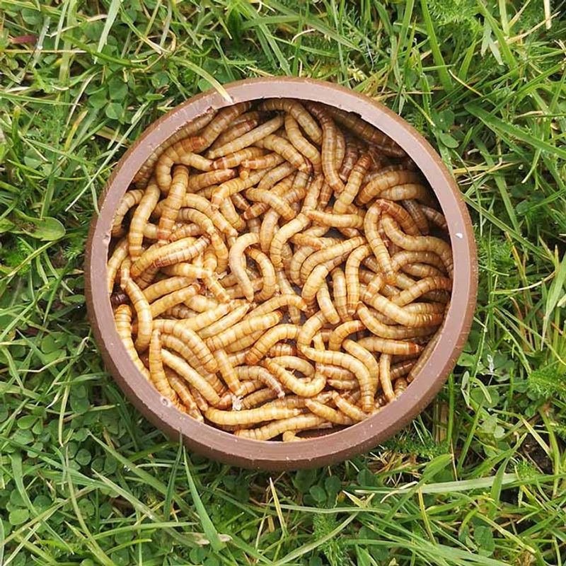 Mealworms Can Turn A Passing Visit Into A Habit