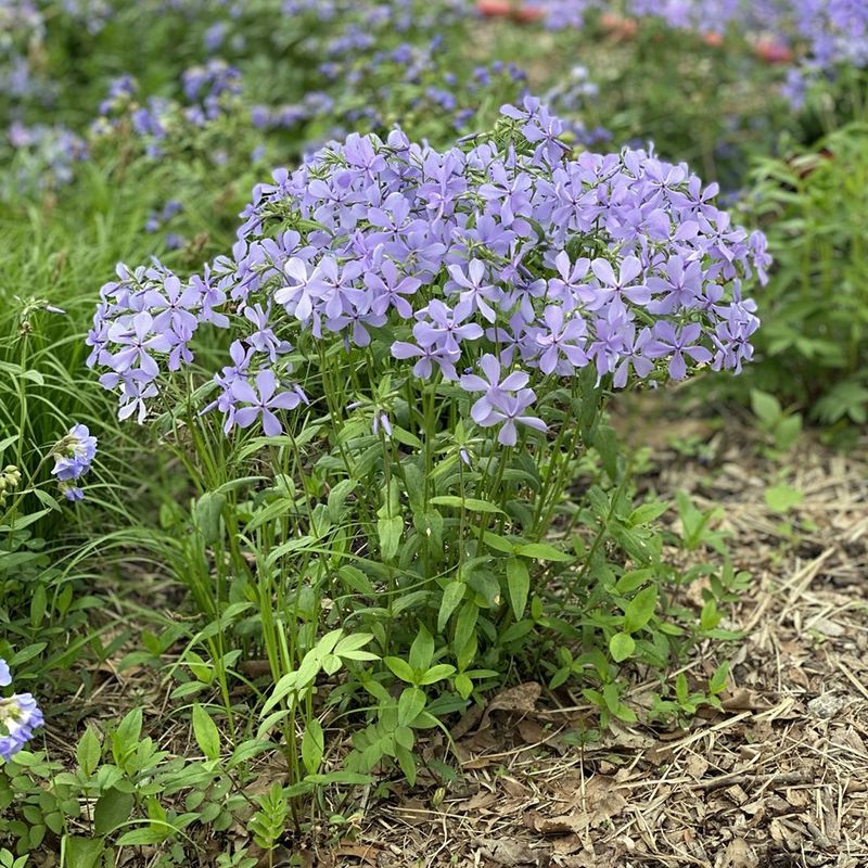 Woodland Phlox Fills The Space With Soft Early Color