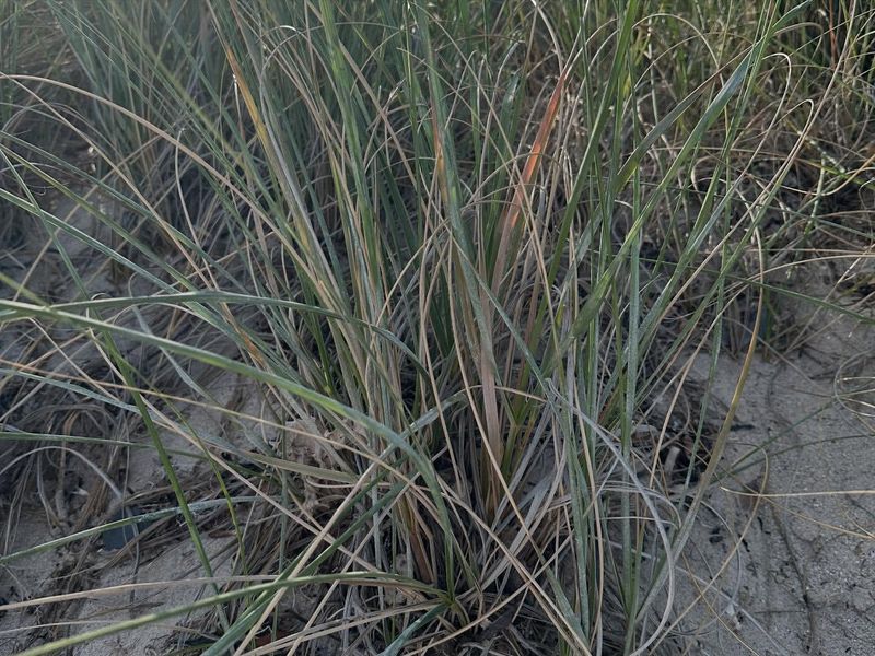 Sea Oats